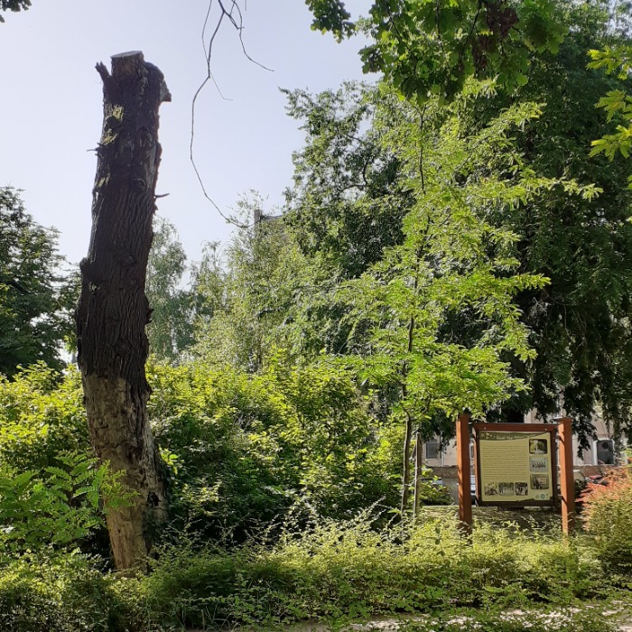 A KOPOGTATÓFÁK, HOLTFÁK SOKSZÍNŰ VILÁGA