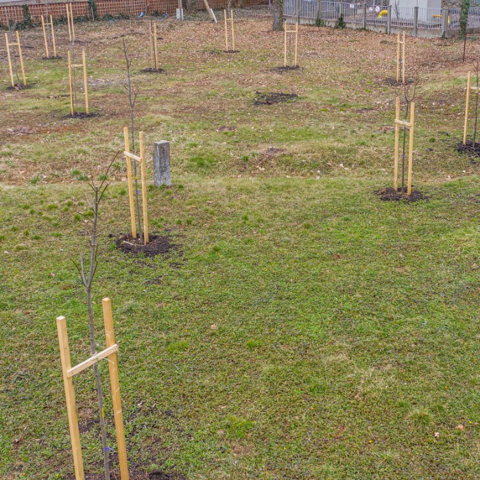 Fásítás a „Közgé” kollégium kertjében