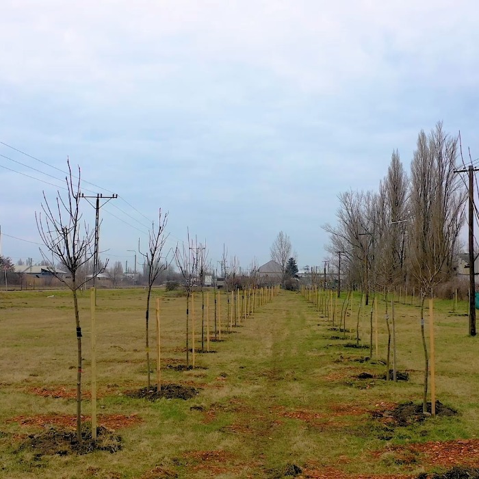 A ZÖLD ÉS ÉLHETŐ VÁROSÉRT