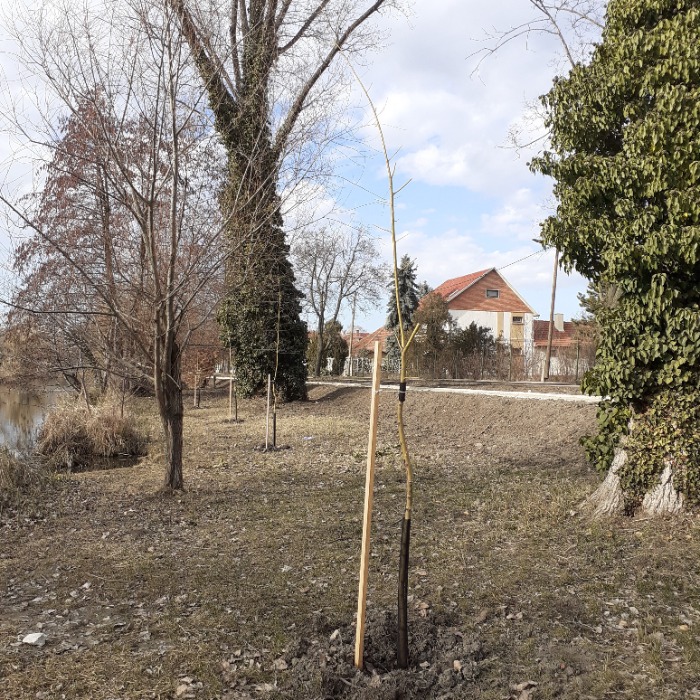 FAÜLTETÉS A LIGETI SORON