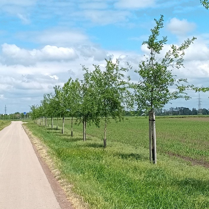 ZÖLDÜL  A WENCKHEIM TURISTA- ÉS KERÉKPÁRÚT