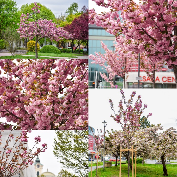 Virágpompa az utcákon, tereken