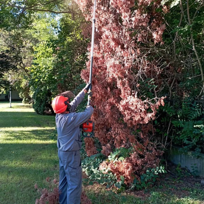 TÁJÉKOZTATÓ KISZÁRADT FÁK ELTÁVOLÍTÁSÁRÓL!