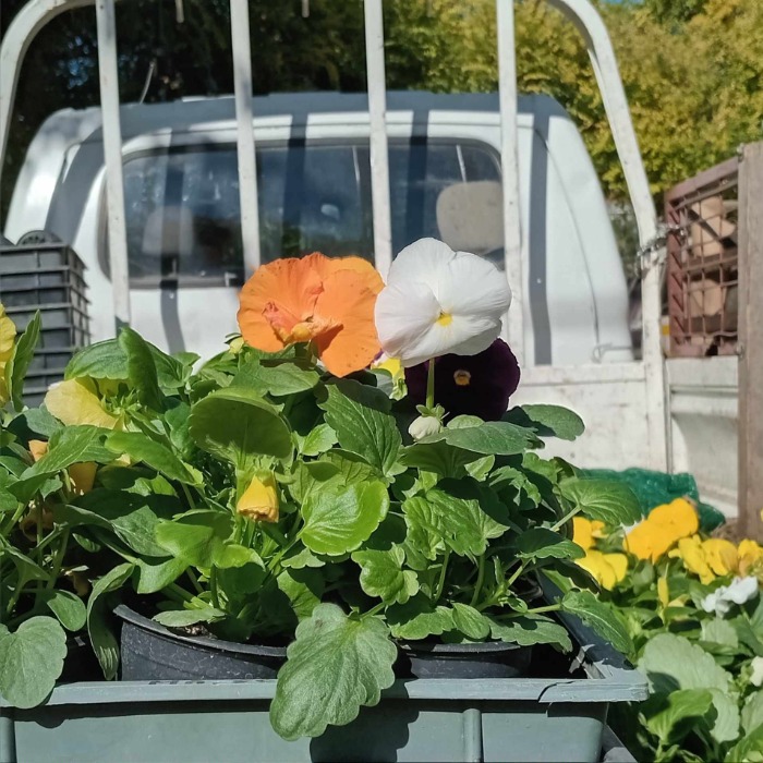 Indul az őszi virágültetési szezon