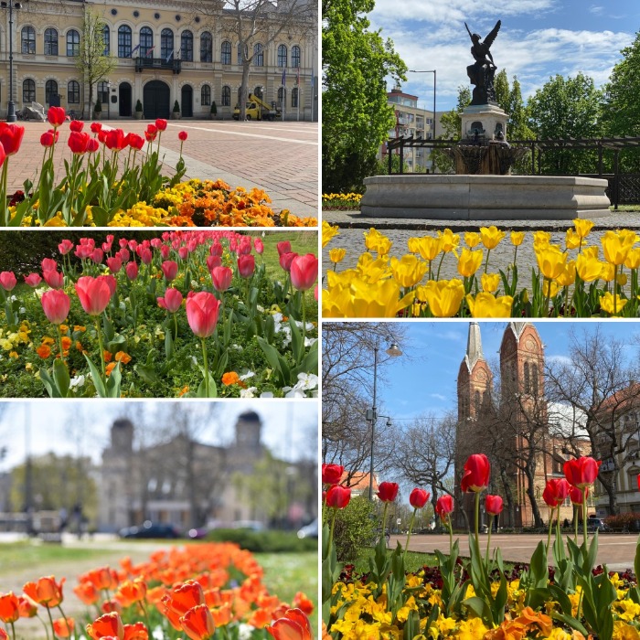 KIÍRTÁK A VIRÁGOS MAGYARORSZÁG VERSENYT