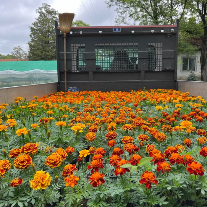 Virágosztás az intézményeknek