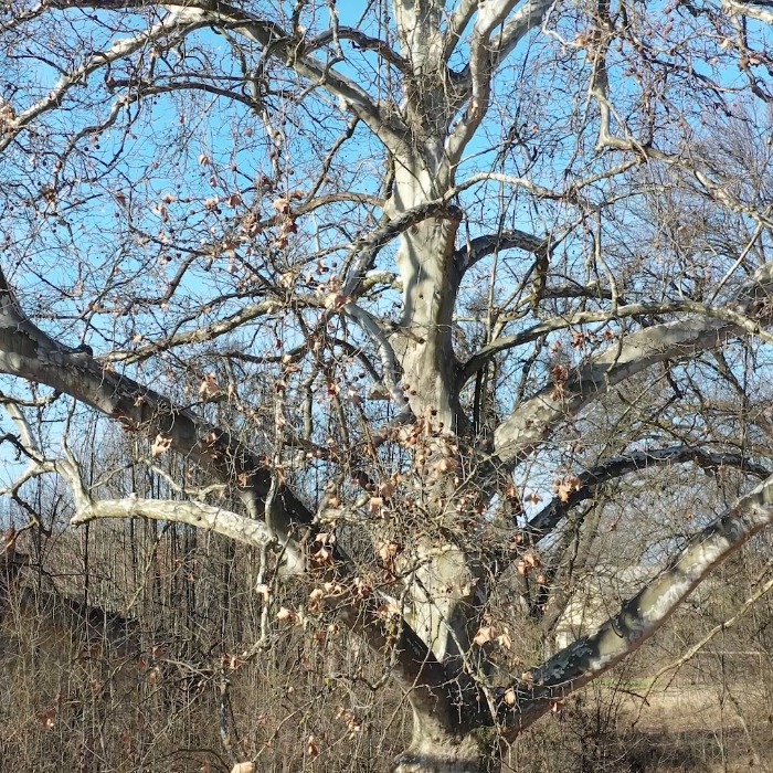 Másik fára költöztek a gerlai baglyok