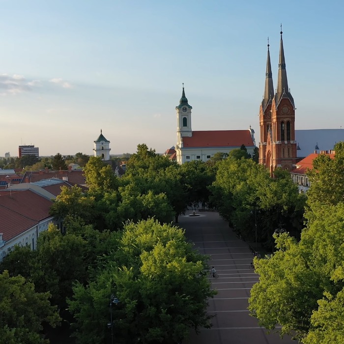 Szent István téri fák gallyazása