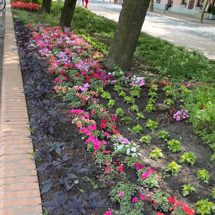 FOLYTATÓDNAK AZ EGYNYÁRI VIRÁGKIÜLTETÉSEK