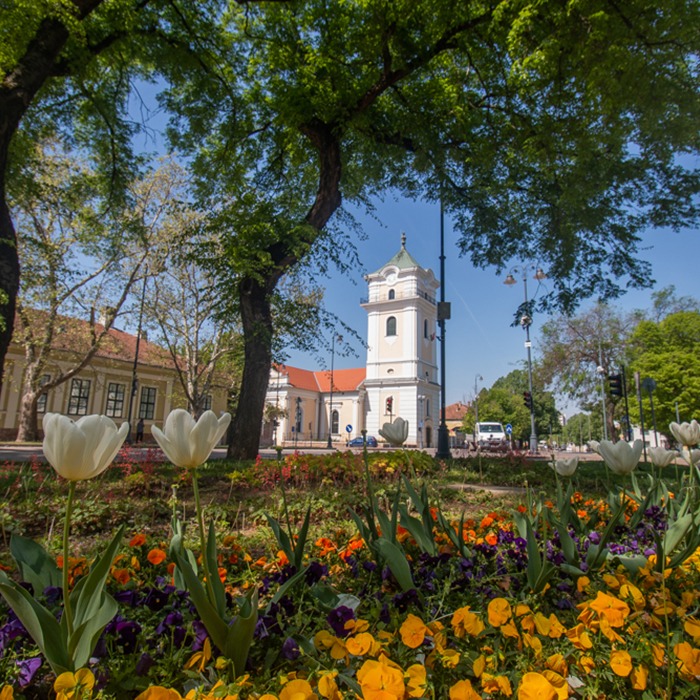 VIRÁGOS BÉKÉSCSABA