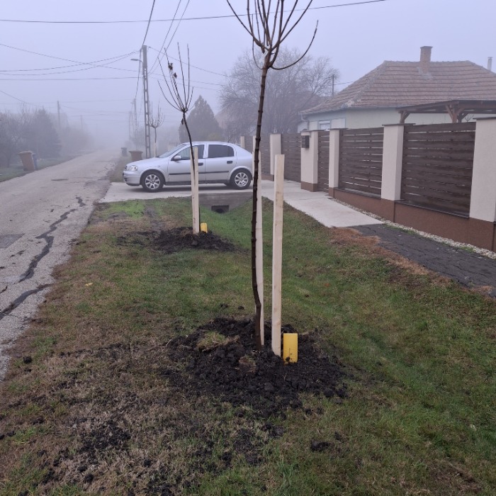 Megújuló fasorok városszerte