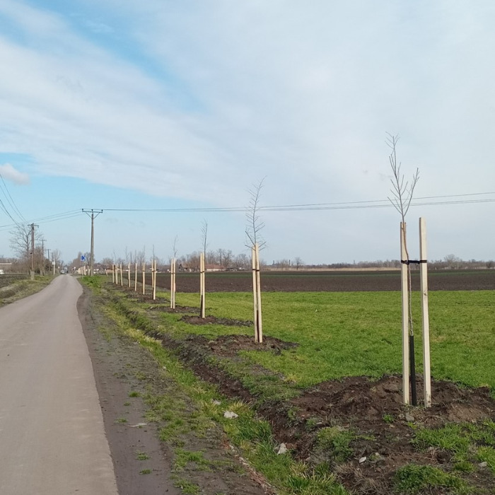 FELHÍVÁS KÜLTERÜLETI FASOR VÉDELMÉBEN