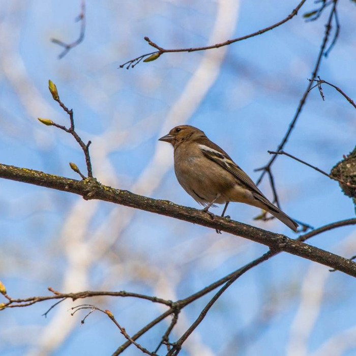 MADARAK ÉS FÁK NAPJA