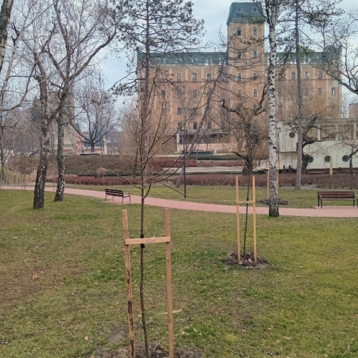 A TAVALYI ÉVBEN JELENTŐSEN NÖVELTÜK VÁROSI FÁINK SZÁMÁT