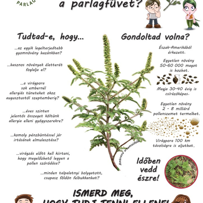 VÉDEKEZÉS A PARLAGFŰ ELLEN