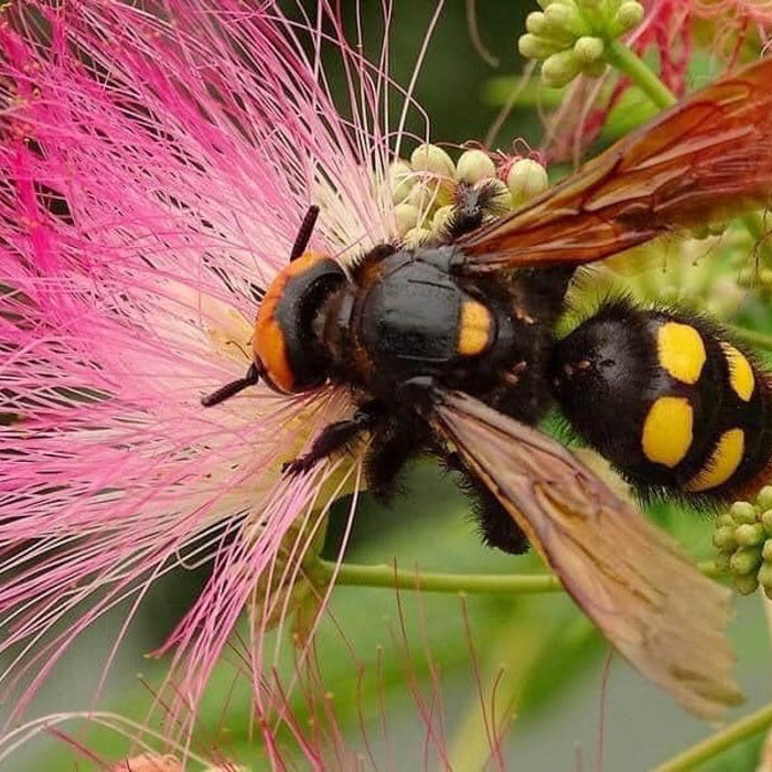 ÓVJUK AZ ÓRIÁS TŐRÖSDARAZSAKAT!